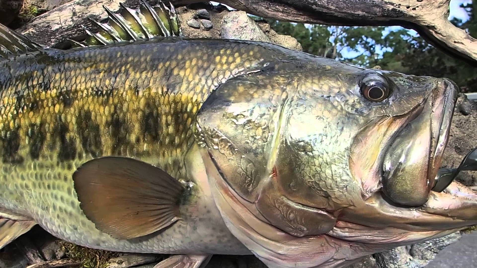 黑鲈魚鱗上的「紋身」 壁紙 — 一張大型鱸魚的近距離照片，魚鱗細節清晰，嘴巴張開，在水邊岩石上休息。