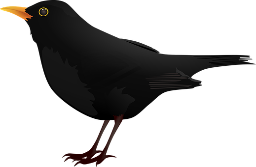黑鳥向量插圖 壁紙
