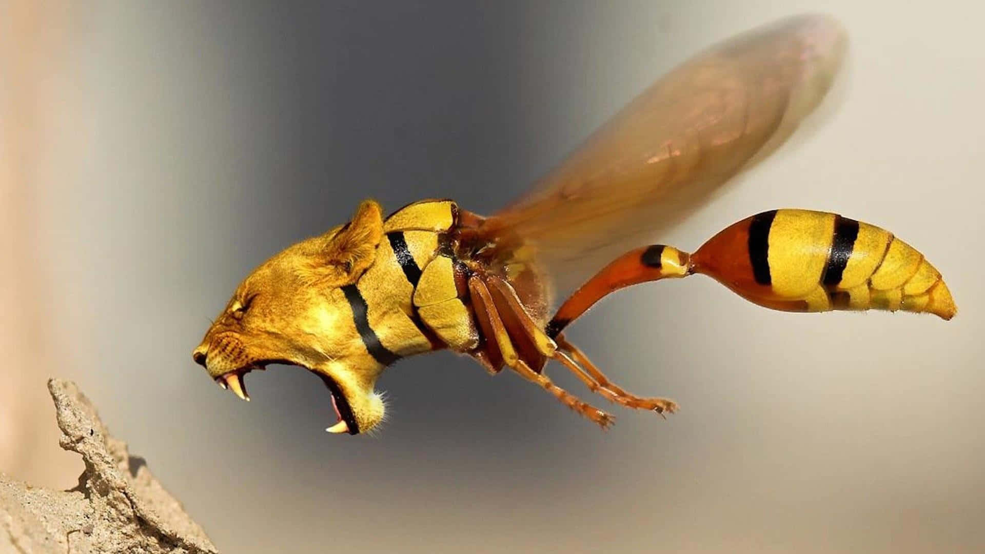 一隻長著獅頭的黃蜂在飛行中咆哮。