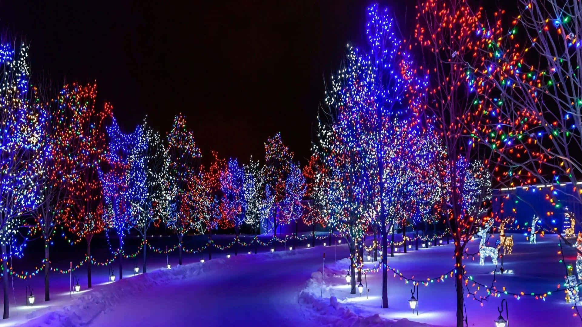 夜晚，白雪覆蓋的公園小徑被光禿禿樹木上的彩色燈串照亮。