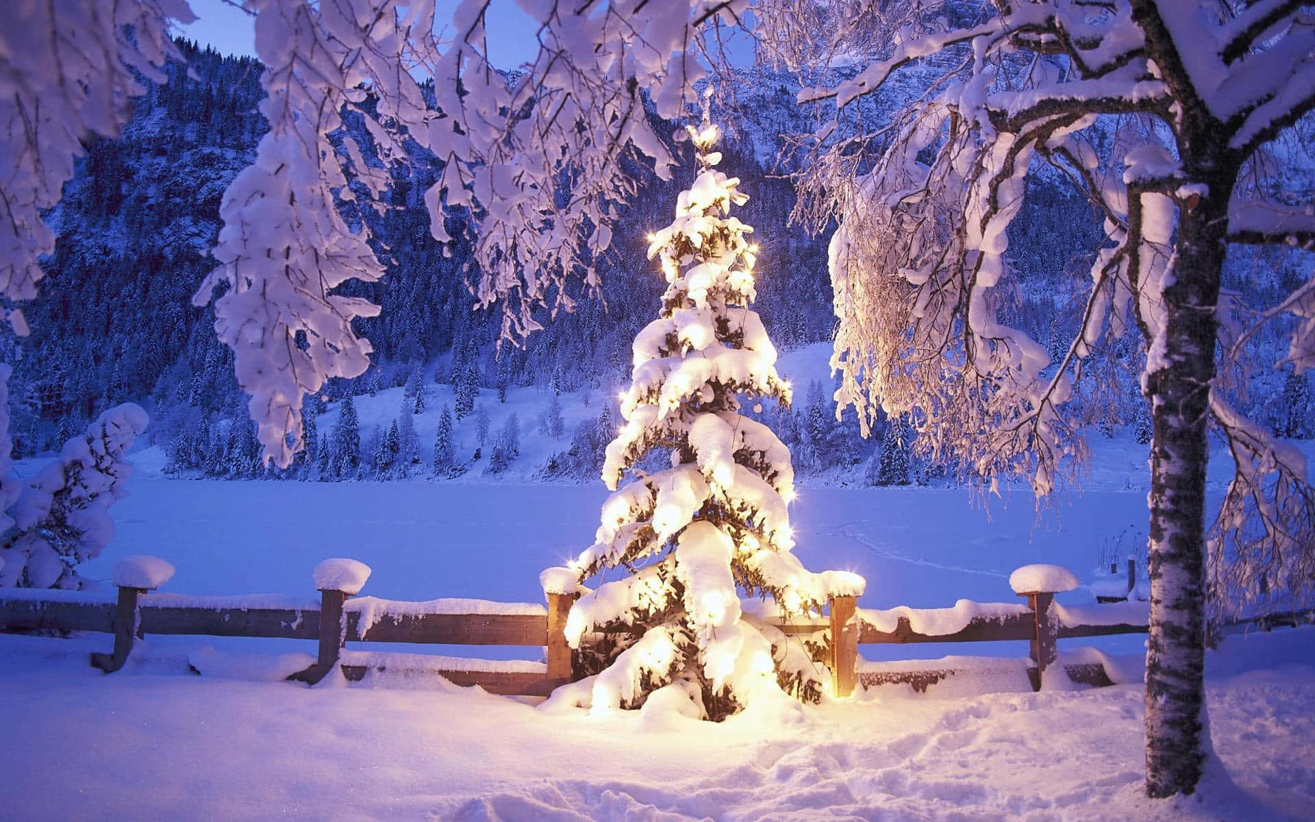 冬夜森林中被溫暖燈光照亮的雪樹。