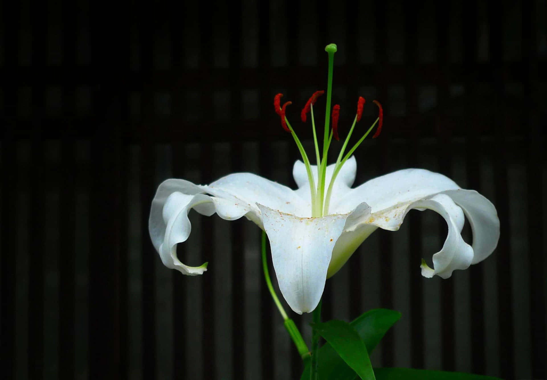 點綴紫色斑點的馬達蓮花之美 壁紙 — 一朵白色百合花，帶有紅色雄蕊，在深色木條背景上綻放。