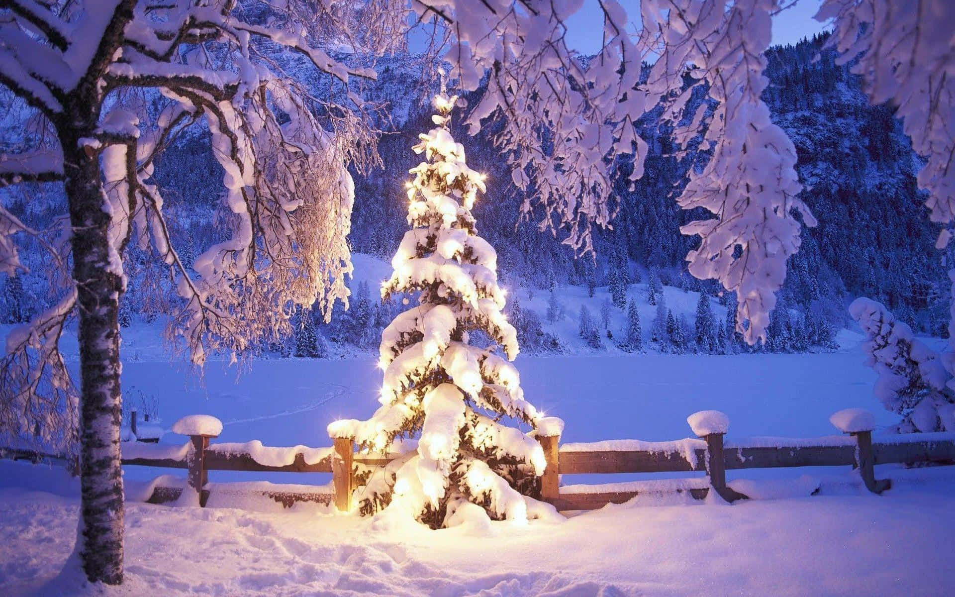 冬日森林暮色中發光的雪覆常綠樹。