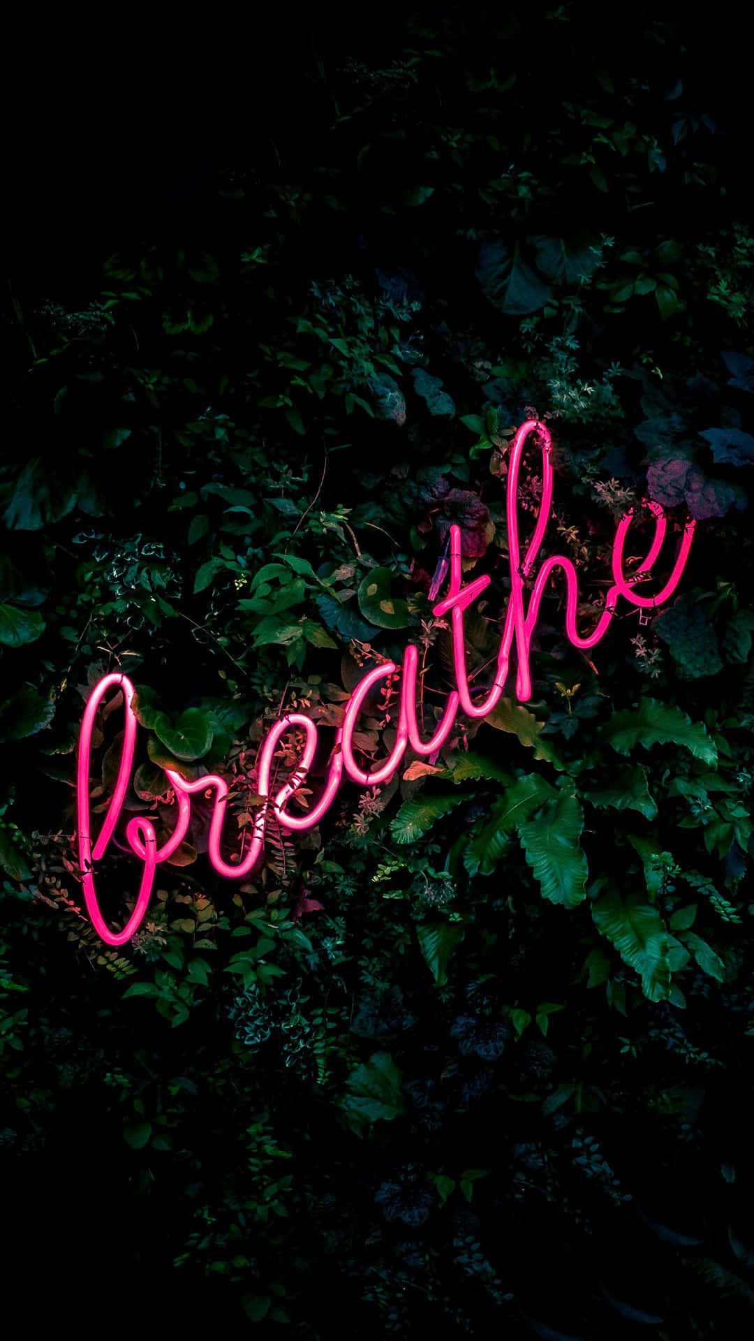 夜晚被深綠色樹葉包圍的粉紅色霓虹燈牌，上面寫著 breathe。