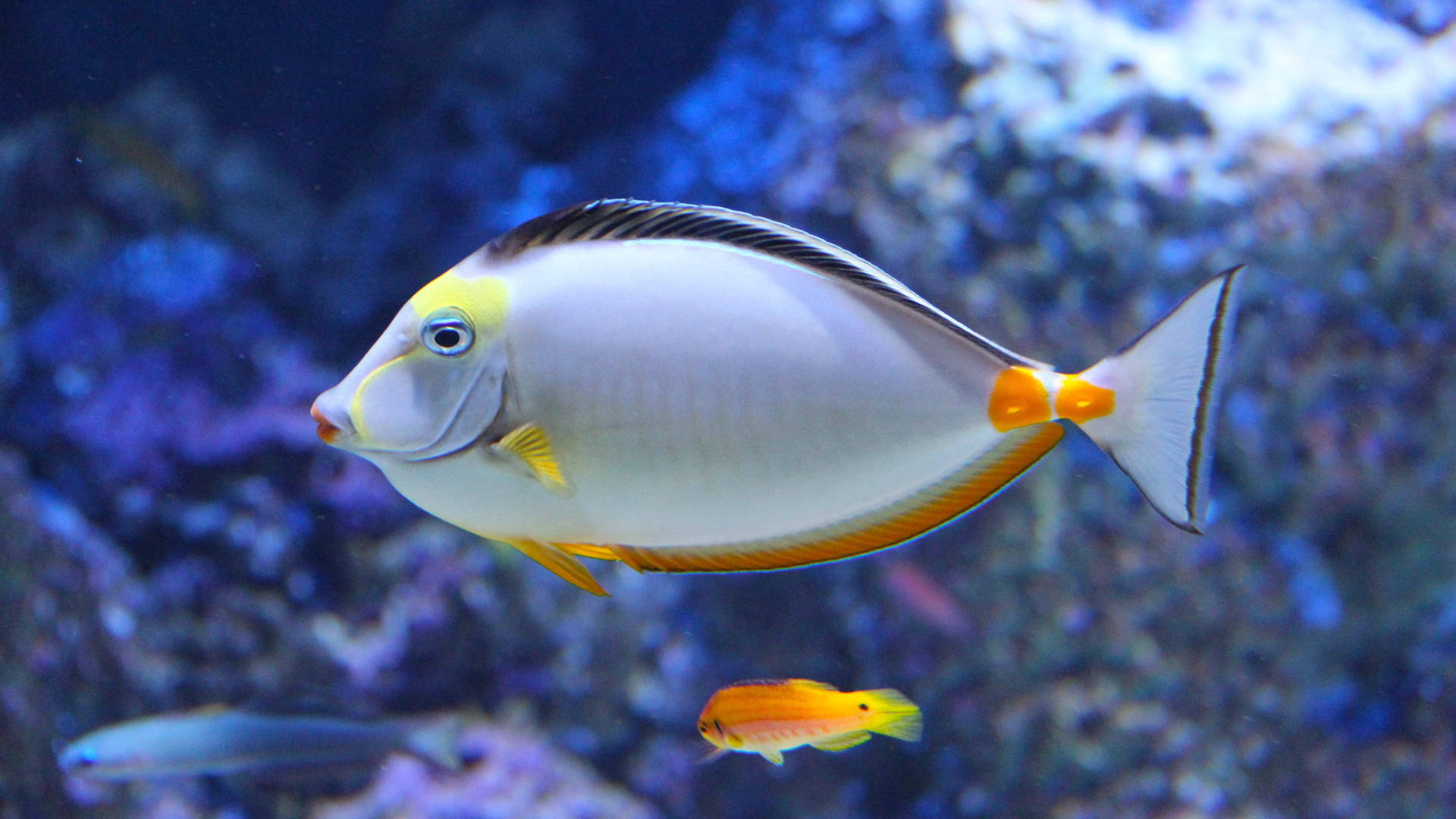 一條色彩繽紛的外科醫生魚在藍色水下場景中靠近珊瑚游泳。