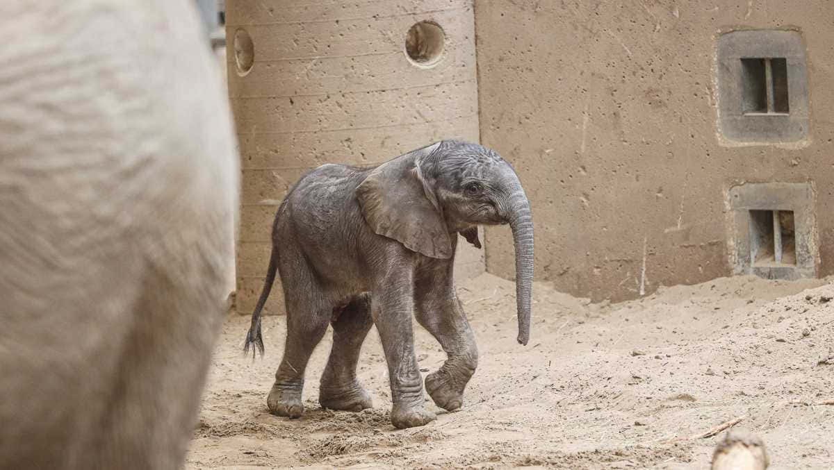 小象在沙地動物園圍欄中行走，圍欄有混凝土牆。