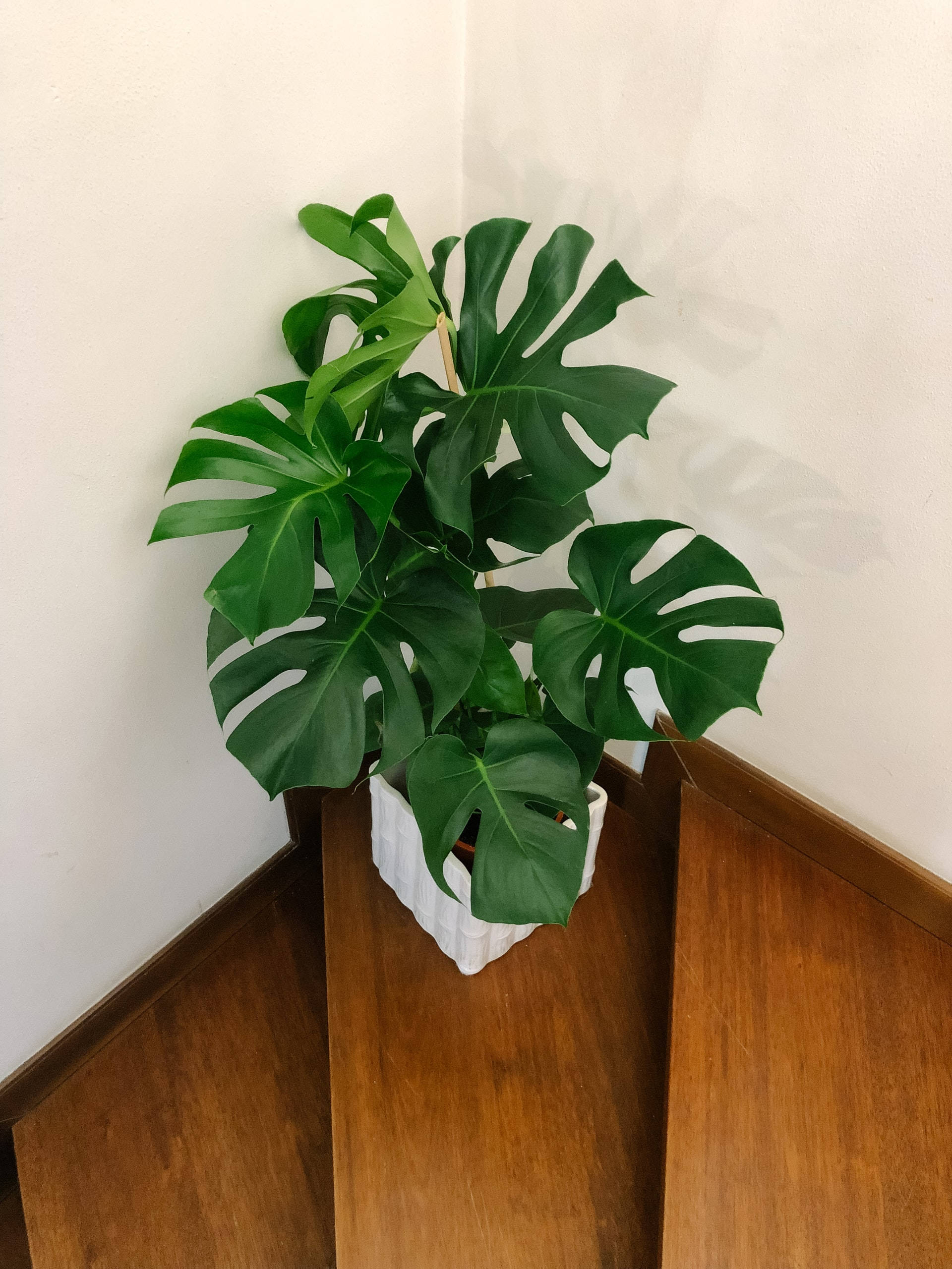 龜背竹植栽於木製樓梯 壁紙 — 一盆茂盛的龜背竹，葉片大而翠綠，放在白色花盆中，置於木地板角落，靠著素牆。