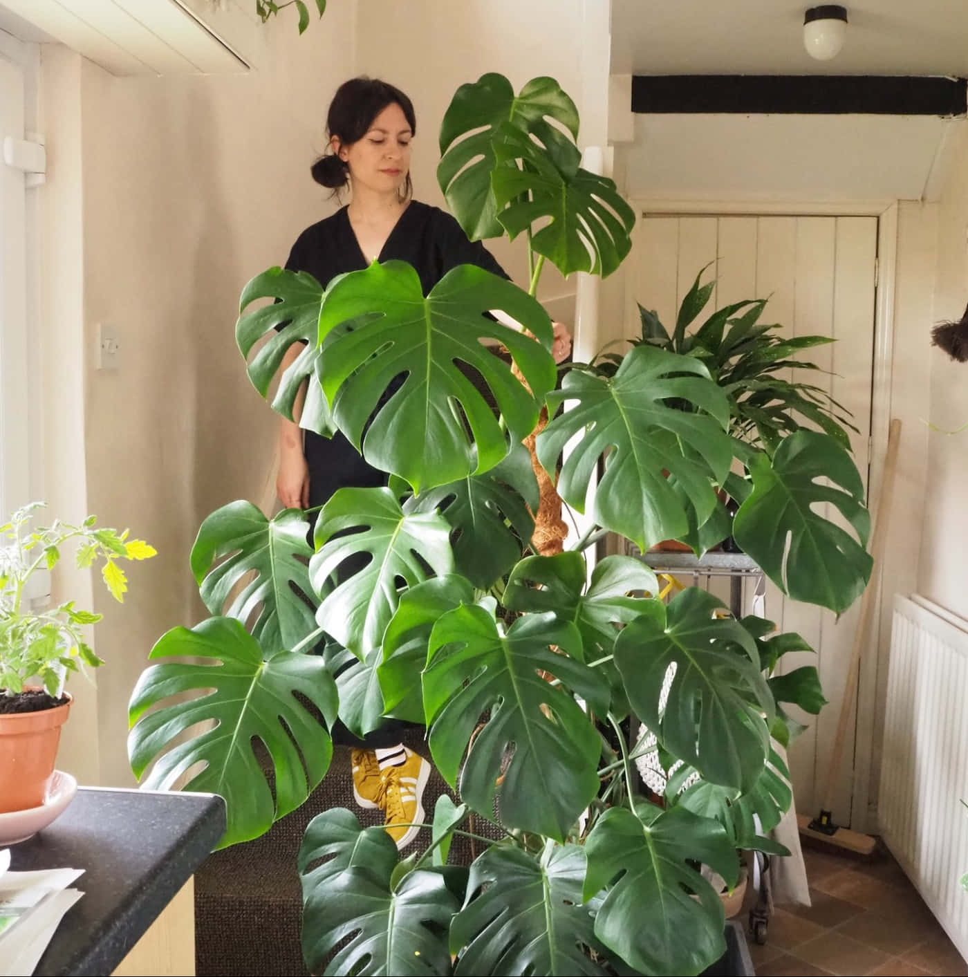 女性站在明亮的室內房間中一株大型龜背竹植物後面。
