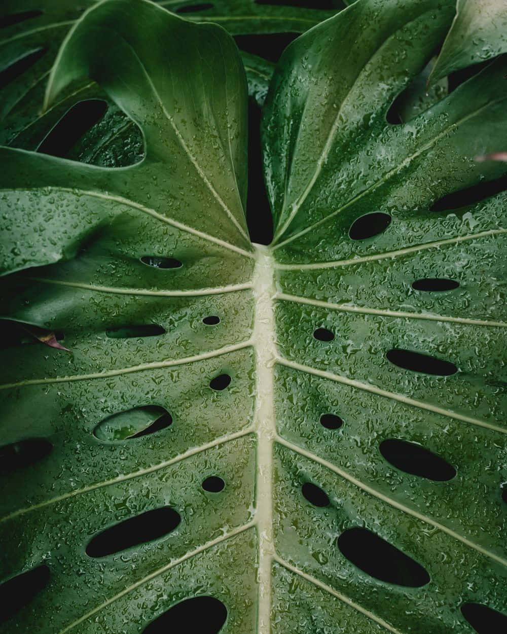 龜背竹背景 壁紙