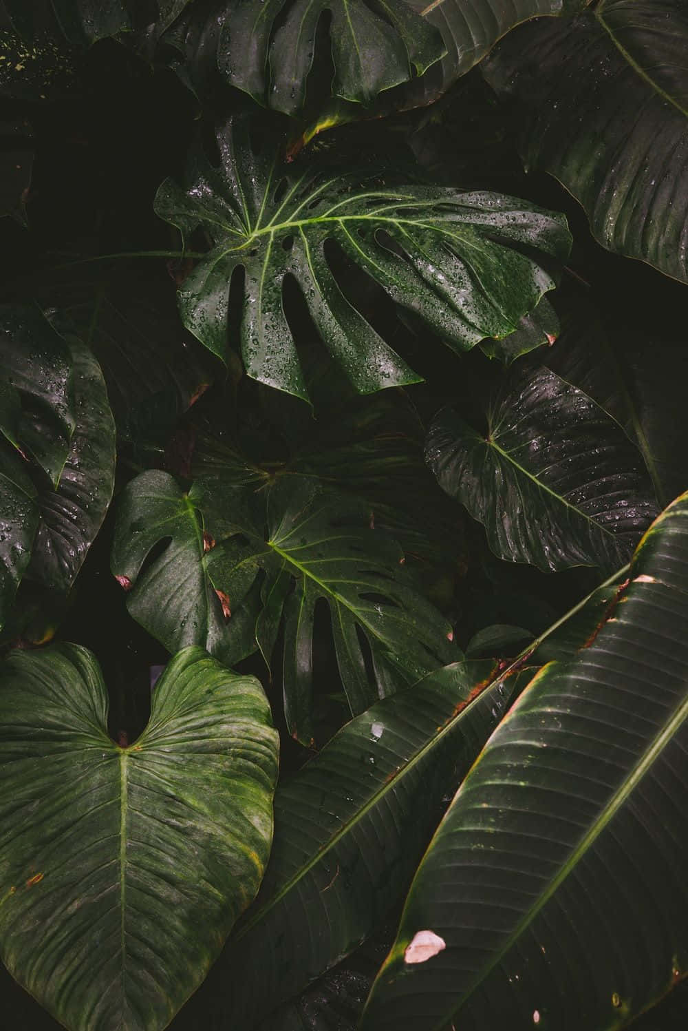 龜背竹背景 壁紙