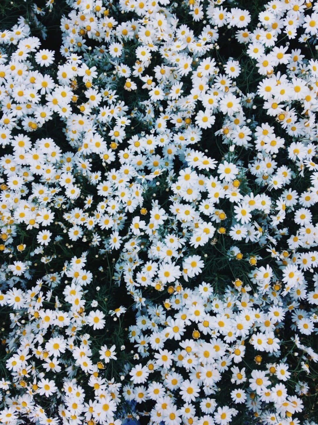 一片在草地上生長的白色雛菊，帶有黃色花心。
