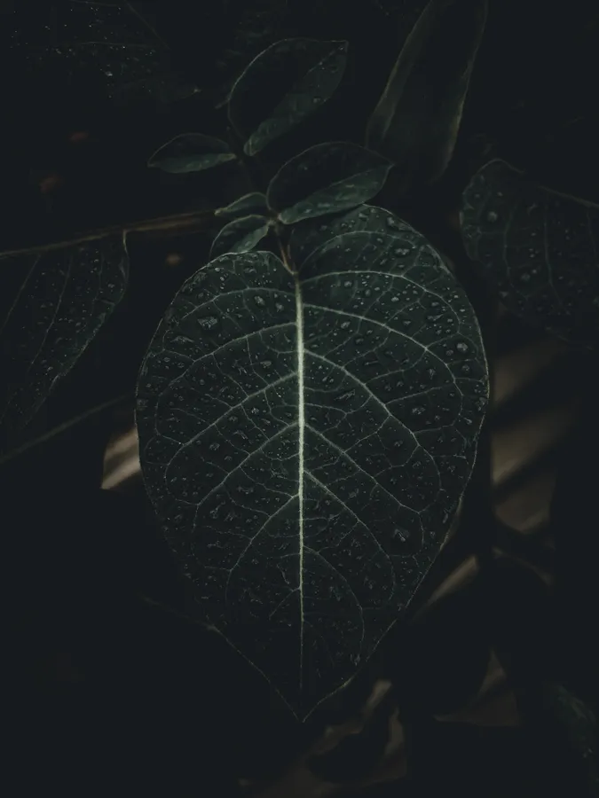 深綠色葉子的特寫,帶有在微弱光線下發光的水滴。