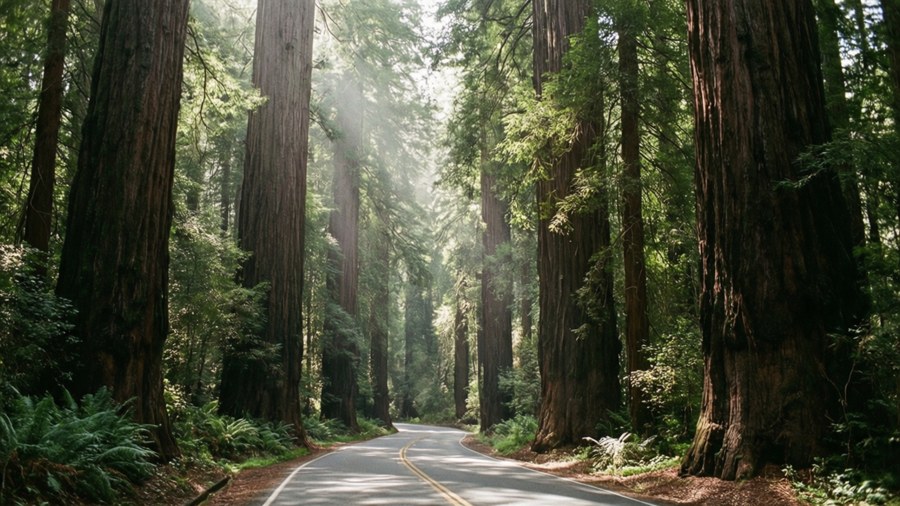 Majestic redwoods along Avenue of the Giants