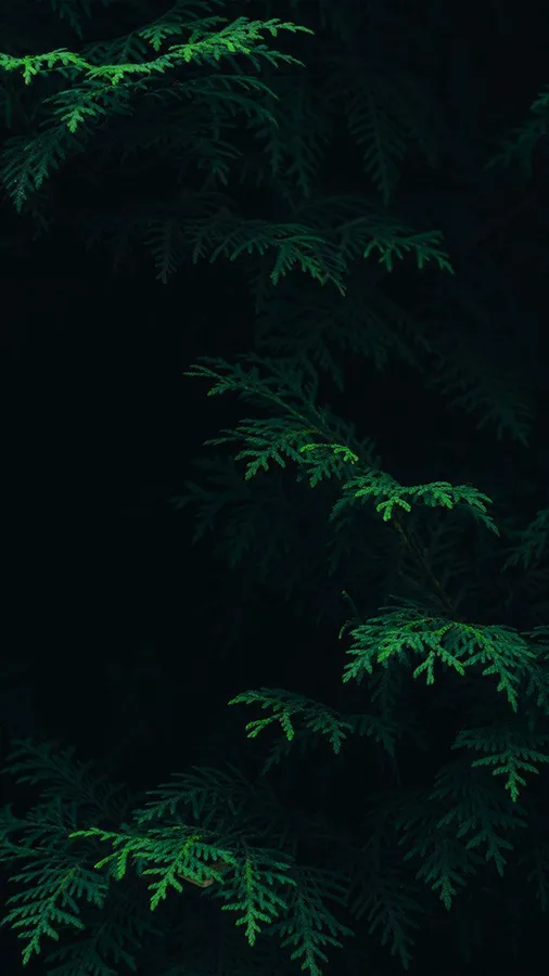 黑暗森林的樹枝上帶有發光的綠色針葉,襯托黑色背景。