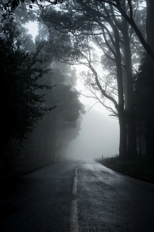 一條霧氣瀰漫的森林道路,兩旁高樹林立,天空陰暗。