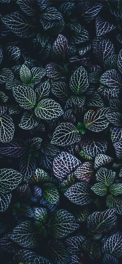 深色背景上發光的蕁麻葉帶有白色葉脈