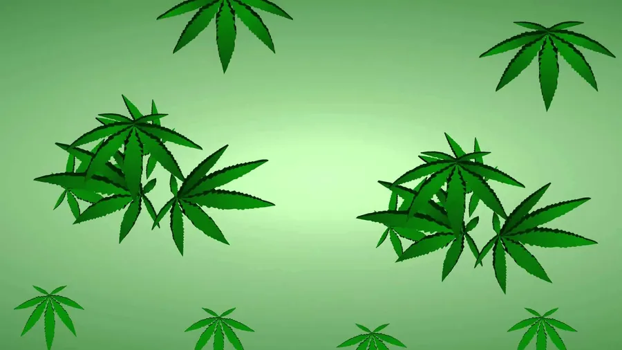 在綠色漸變背景上漂浮的大麻葉。