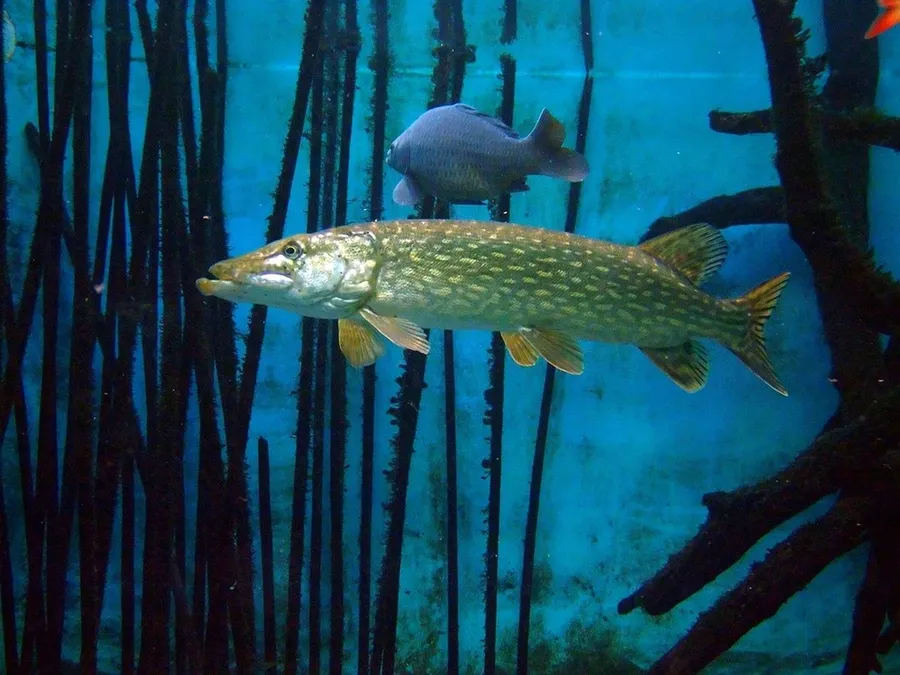 一條狗魚在藍色水中與蘆葦和另一條魚一起游泳。