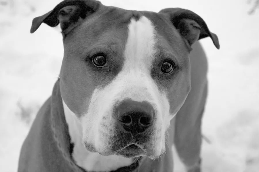 一隻面上有白色條紋嘅比特犬企喺雪中。