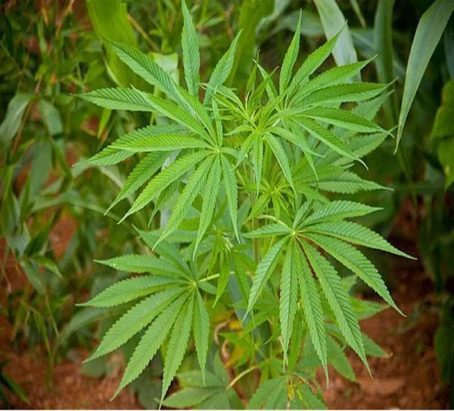 特寫一棵大麻植物,帶有鋸齒狀綠色葉子,在土壤中生長。