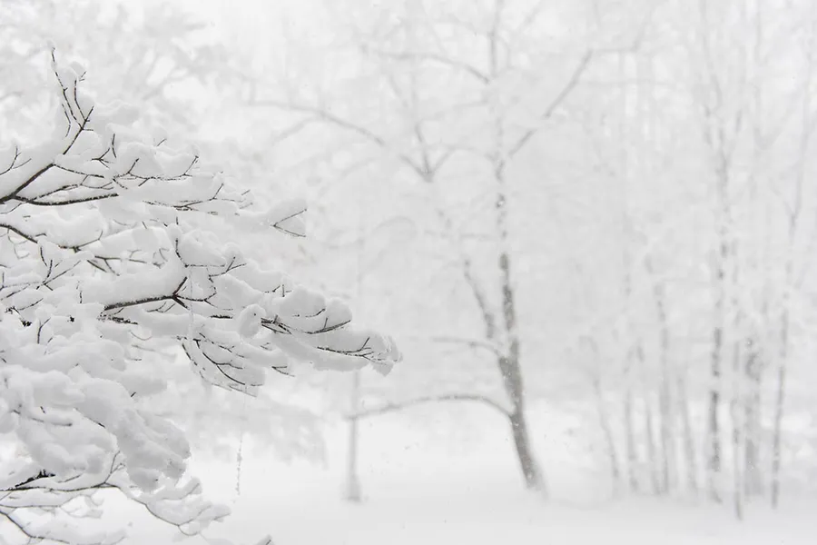 在寧靜的冬日森林中,積雪的樹枝和飄落的雪花。