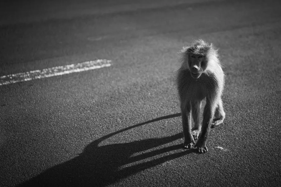 一隻狒狒站在鋪砌的道路上,在明亮的陽光下投射出長長的影子。