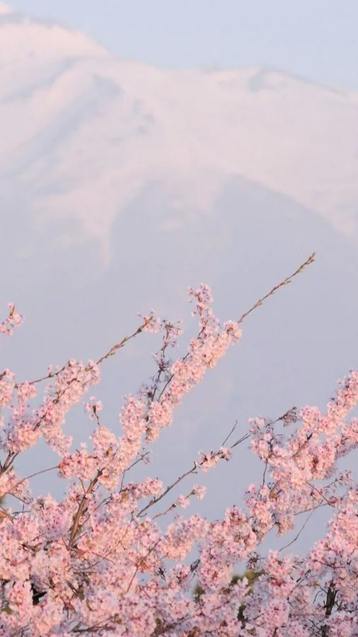 蒼白天空下,積雪山峰前的粉紅色櫻花。