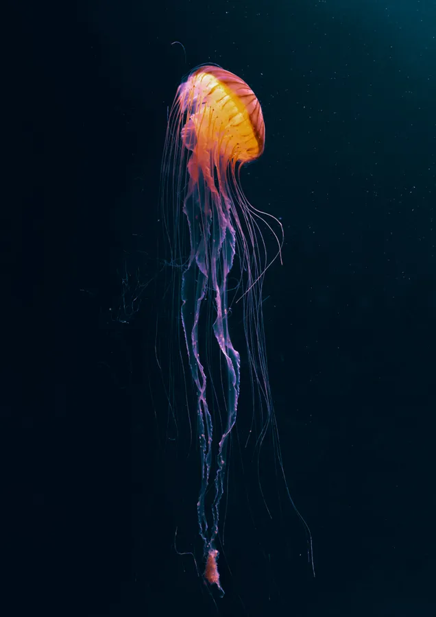 一隻發光的水母,帶有紫色觸手,漂浮在黑暗的海水中。