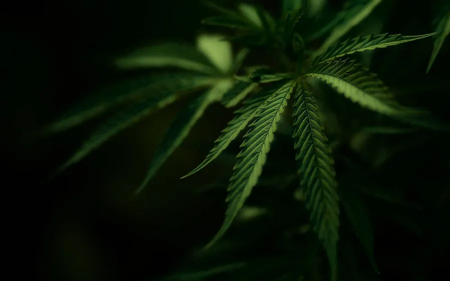 黑色背景下深綠色大麻葉特寫