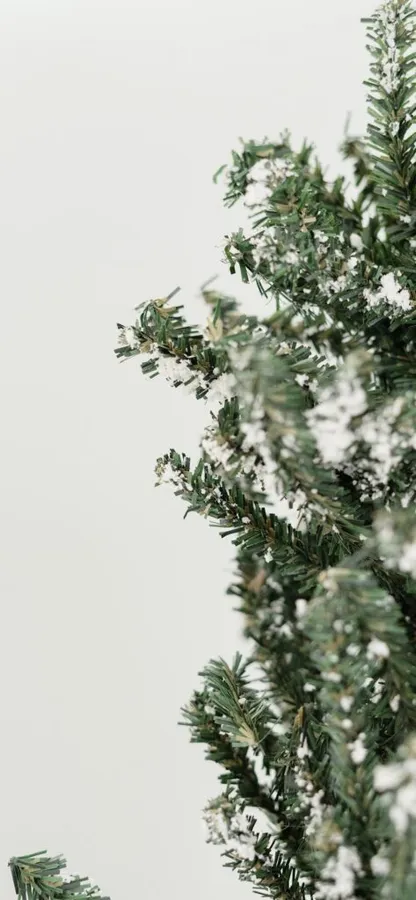 簡約冬日場景中白雪覆蓋的常綠樹枝