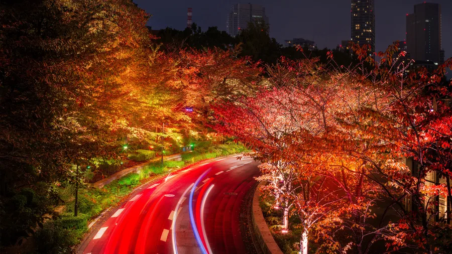 夜晚的城市道路,有發光的秋樹和汽車的光跡。