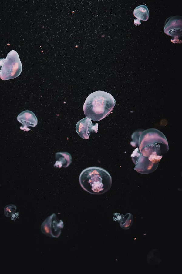 水母在黑暗水中與浮游粒子一起柔和發光。