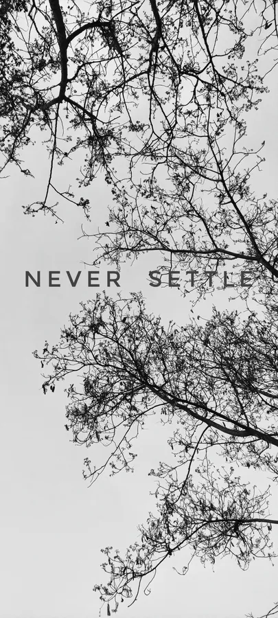光禿的樹枝與文字 never settle,背景為灰色天空。