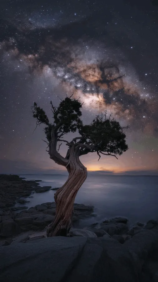 岩石海岸上一棵扭曲的樹,在星空下可見銀河
