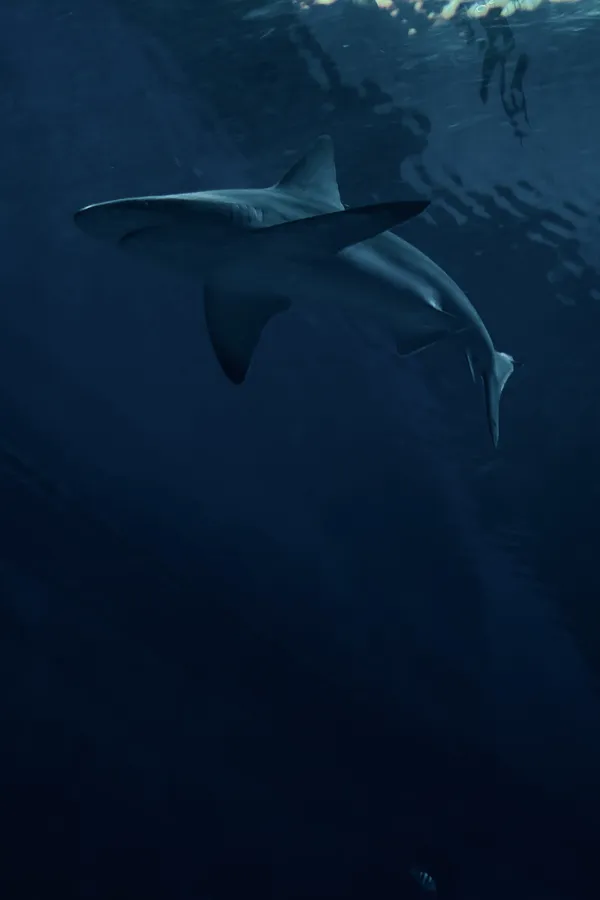 一條鯊魚在深藍色海洋中優雅地游動。