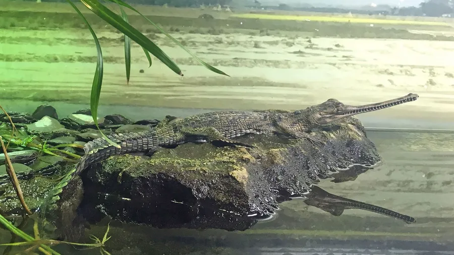 湖畔鱷魚自然攝影