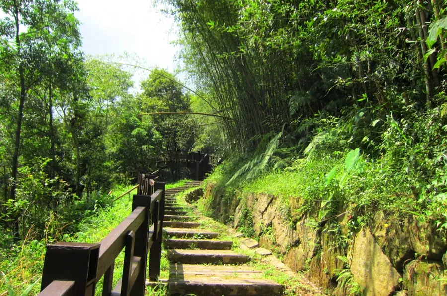 帶有木製扶手的石階,穿過茂密的綠色竹林向上攀登。