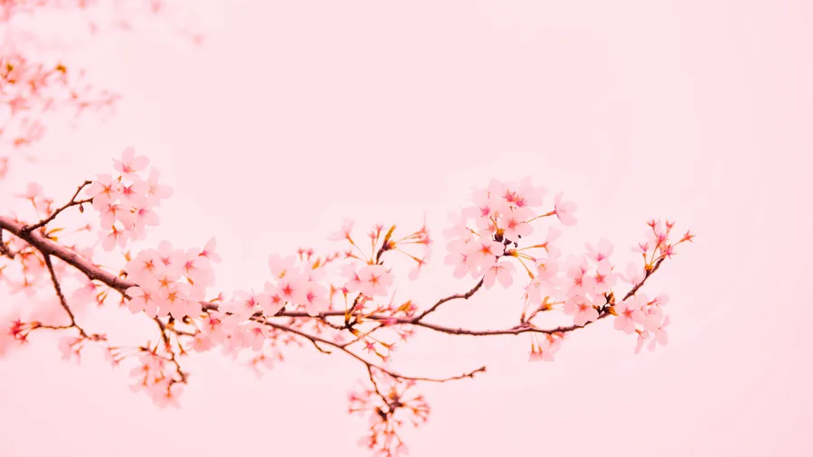粉紅色櫻花枝條在粉彩粉紅天空下柔焦拍攝