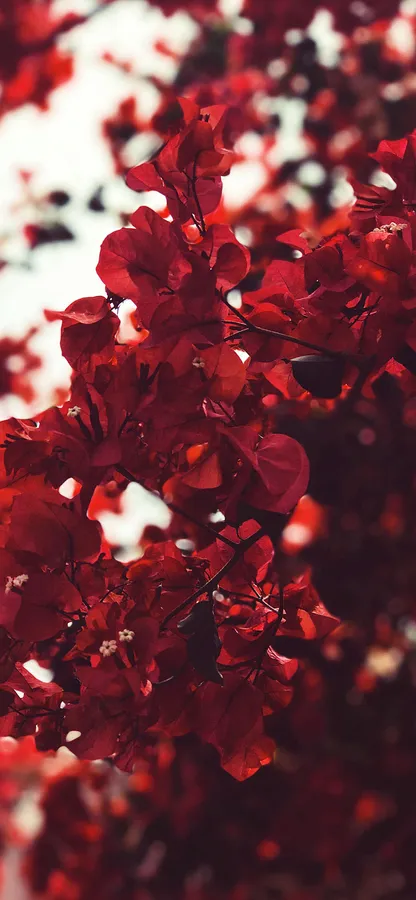 明亮陽光下的紅色三角梅,背景模糊。