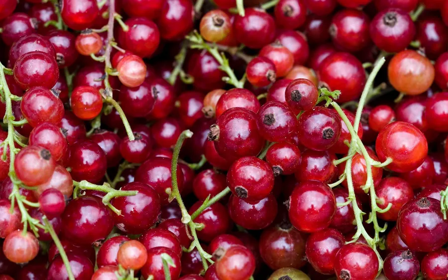 一簇成熟的紅加侖子,帶有綠色莖和露珠表面。