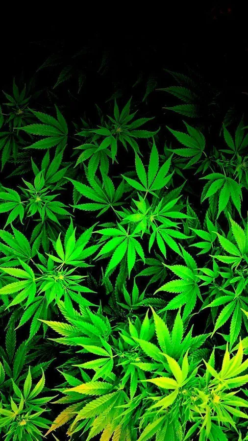 螢光綠色大麻葉在黑色背景上發光。