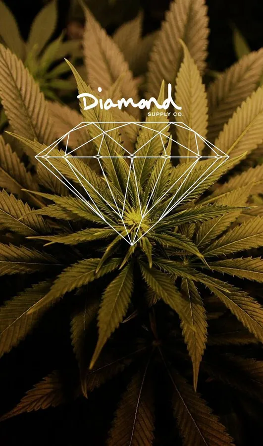帶有白色鑽石圖形和文字疊加的大麻植物。