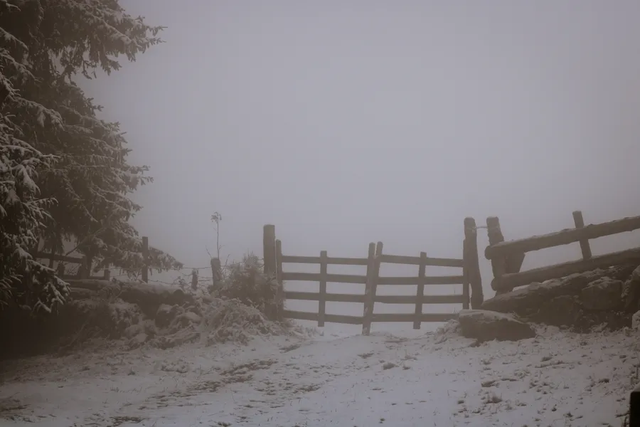 濃霧籠罩的雪林中的木門