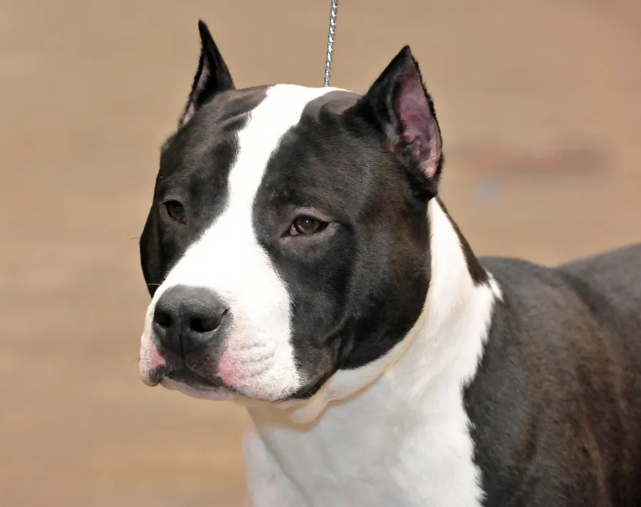 黑白相間嘅比特犬,有警覺嘅耳朵,喺室內望向前方。