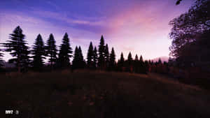 松樹在紫色和粉紅色的日落天空下形成剪影，背景是草地。 — Dayz GIF 壁紙