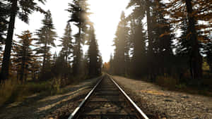 鐵路軌道在金色光芒中消失在松樹林中。 — Dayz GIF 壁紙