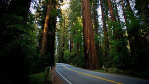 黃昏時分穿過高聳紅杉林的蜿蜒道路 — 森林景色 壁紙