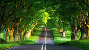 一條蜿蜒的道路，在充滿活力的綠色森林中被高大的樹木遮蔽。 — 森林景色 壁紙