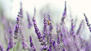 田野中薰衣草花上的蜜蜂