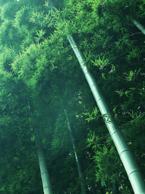 高大的竹樹，綠葉在森林中過濾陽光。